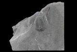 Elrathia Trilobite Fossil - Utah #139617-1
